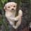 Animalq