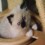 Appragdoll
