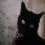 Blackcat22