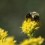 Bluestem