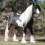 Breyergirl