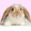 Bunny_boo