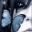 Butterflyo