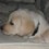 Carol_ann