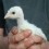 Chicksomy1