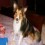 Colliegrl