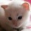 Coolcat111