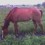 Cshellpony