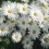 Daisyw