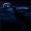 Darkwolf15