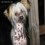 Doggroomer