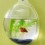 Fishbowl