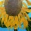 Gardenseed