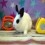Gothbunny