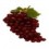 Grape1995