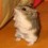 Hamster999