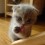 Kittehegg