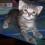 Kristycat