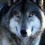 Lady_wolf