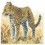Leopard13