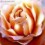 Lolarose
