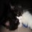 Misscat