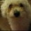 Mydogrox77
