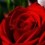 Nish_khan_