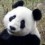 Pandapear
