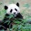 Pandawala
