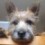 Pet_lover