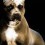 Pitbull_32