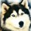 Russetpup