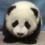 Sexypanda