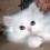 Silentpurr