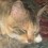 Sugarcat10