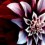 Surendar21