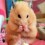 Sweetlion