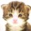 Tippie