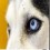 Huskydog