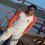 Satya18