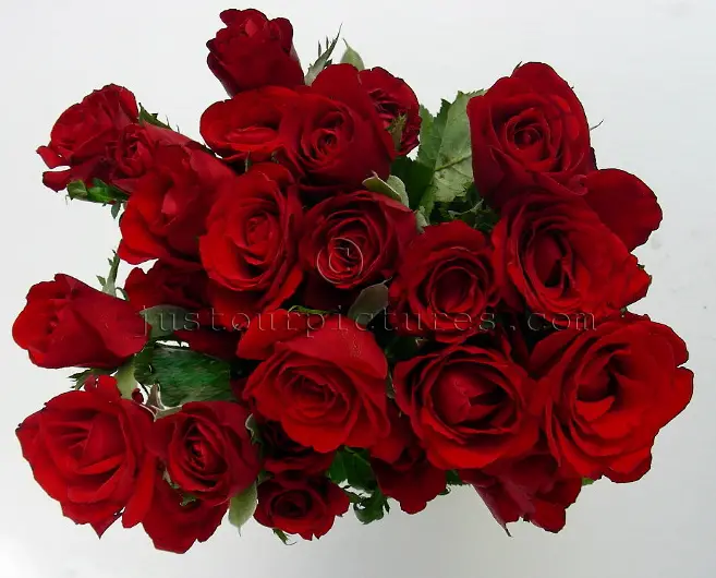 http://www.blurtit.com/var/mypictures/h/hifa726/red-roses1.jpg