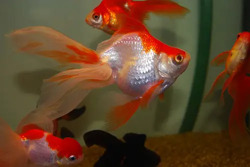 goldfish. The female goldfish has a