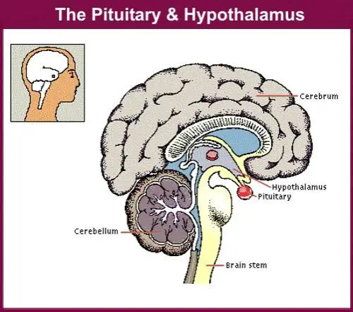 hypothalamus and pituitary gland. Anterior pituitary gland is