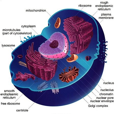 animal cell and plant cell differences. Animal cells have a circular