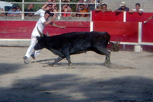 Are Bulls Colour- Are Bulls Colour-