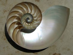 Pictures+of+geometric+shapes+in+nature