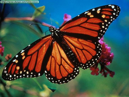 GAME 5: Manchester @ Binghamton - April 20th, 7:00 Q544645_2149147_70_monarch-butterflies