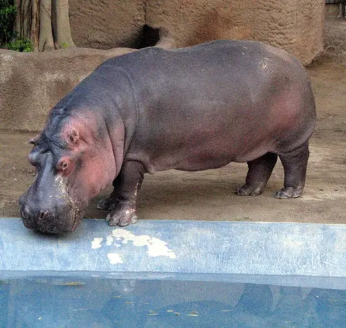 Mean Hippo