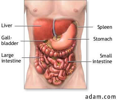 human body diagram. of human stomach.